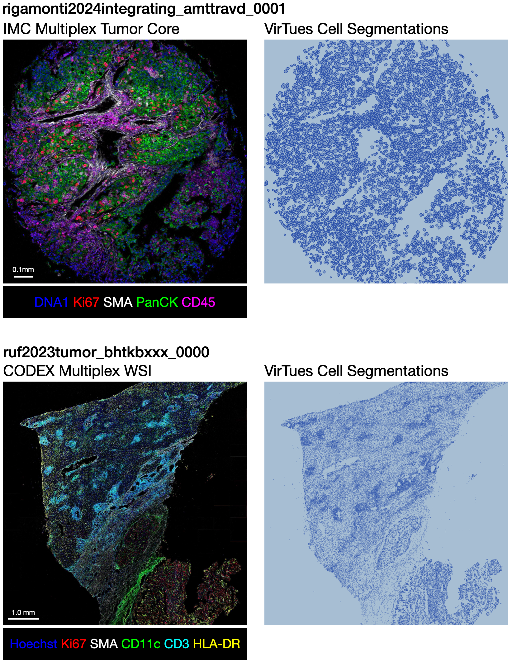 Cell instance segmentation mask example